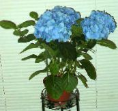 des fleurs en pot Hortensia, Lacecap des arbustes, Hydrangea hortensis bleu ciel
