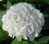 Pot Virágok Hortenzia, Lacecap cserje, Hydrangea hortensis fehér