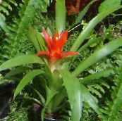 Saksı çiçekleri Guzmania otsu bir bitkidir kırmızı