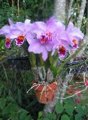 Orchidée Dendrobium