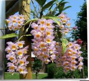Dendrobium Orchid Örtväxter (rosa)