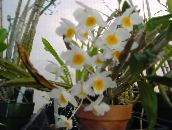 Flores de salón Orquídeas Dendrobium herbáceas blanco
