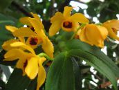 Dendrobium Orkide Urteaktig Plante (gul)