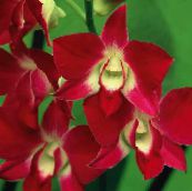 Dendrobium Orchid Herbaceous Plant (red)