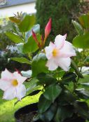 Flores de salón Dipladenia, Mandevilla colgantes blanco