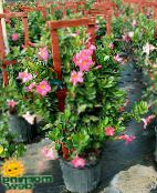 Krukblommor Dipladenia, Mandevilla ampelväxter rosa