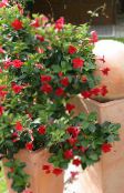 Flores de salón Dipladenia, Mandevilla colgantes rojo