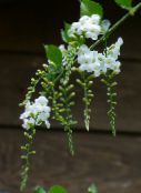 Pot Flowers Duranta, Honey Drops, Golden Dewdrop, Pigeon Berry tree white