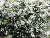 Pote flores Jasmine cipó, Jasminum branco