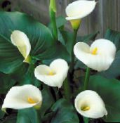 Flores de salón Arum Lily herbáceas, Zantedeschia blanco