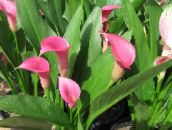 Flores de salón Arum Lily herbáceas, Zantedeschia rosa