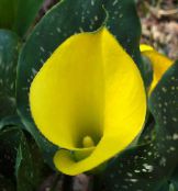 Flores de salón Arum Lily herbáceas, Zantedeschia amarillo