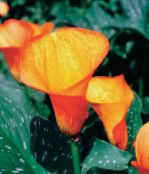 Комнатные цветы Зантедеския (Калла) травянистые, Zantedeschia оранжевый