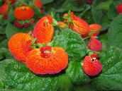 Papuča Cvijet Zeljasta Biljka (narančasta)