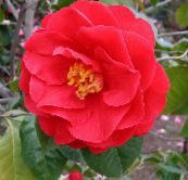 Kodus Lilled Kameelia puu, Camellia punane