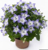 Saksı çiçekleri Campanula, Bellflower asılı bitki açık mavi