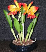 Pote flores Cattleya Orchid planta herbácea laranja