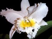 des fleurs en pot Orchidée Cattleya herbeux blanc