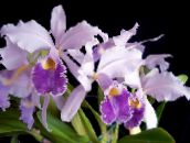 Topfblumen Cattleya Orchidee grasig flieder