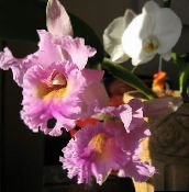 des fleurs en pot Orchidée Cattleya herbeux rose