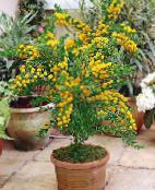 Kambarines gėles Akacija krūmas, Acacia geltonas