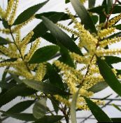Pot Blomster Akasie busk, Acacia gul