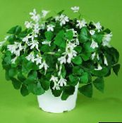 Saksı çiçekleri Oxalis otsu bir bitkidir beyaz