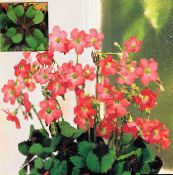 Flores de salón Oxalis herbáceas rojo