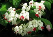 Pokojové květiny Clerodendron křoví, Clerodendrum bílá