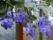 Krukblommor Clerodendron buskar, Clerodendrum ljusblå