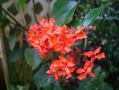 Кімнатні квіти Клеродендрум чагарник, Clerodendrum червоний