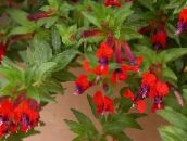 Flores de salón Planta De Cigarrillos arbustos, Cuphea rojo