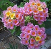 Lantana Arbustos (rosa)