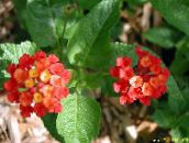 Pot Bloemen Lantana struik rood