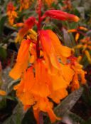Kambarines gėles Cape Raktažolė žolinis augalas, Lachenalia oranžinis