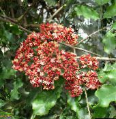 Red Leea, West Indian Holly, Hawaiian Holly Arbusto (vermelho)