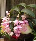 Flores de salón Melastome Vistoso arbustos, Medinilla rosa