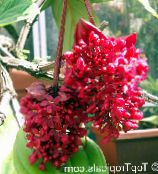 Комнатные цветы Мединилла кустарники, Medinilla красный