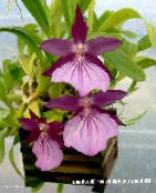 Miltonia Lágyszárú Növény (lila)