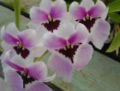 Pote flores Miltonia planta herbácea lilás