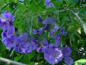 Kambarines gėles Žydėjimo Klevas, Verksmas Klevas, Kinų Žibintas medis, Abutilon šviesiai mėlynas