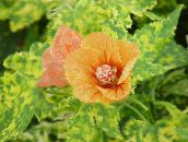 Floraison Érable, Pleurs, Lanterne Chinoise Des Arbres (orange)