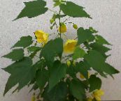 I fiori domestici Acero Fioritura, Acero Pianto, Lanterna Cinese gli alberi, Abutilon giallo