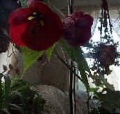 Saksı çiçekleri Çiçekli Akçaağaç, Akçaağaç Ağlayan, Çince Fener, Abutilon koyu kırmızı