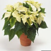 Poinsettia Herbaceous Plant (white)