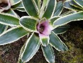 Pote flores Bromeliad planta herbácea, Neoregelia lilás
