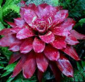 Saksı çiçekleri Bromeliad otsu bir bitkidir, Neoregelia koyu kırmızı