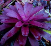 Pokojowe Kwiaty Neoregelia trawiaste purpurowy