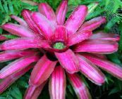 Pot Blomster Bromeliad urteagtige plante, Neoregelia pink