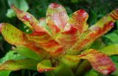 Kodus Lilled Bromeliad rohttaim, Neoregelia oranž